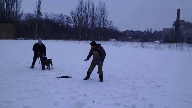 кане корсо Казя . проба пера смотреть онлайн