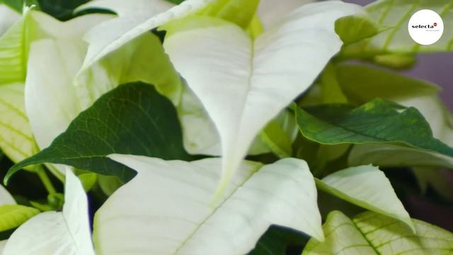 Poinsettia Ice Princess® смотреть онлайн
