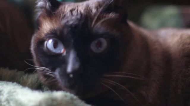 Кот Петроний смотреть онлайн