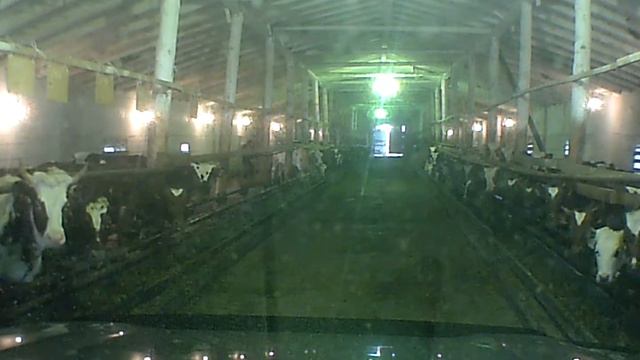 Молодняк племенного хозяйства