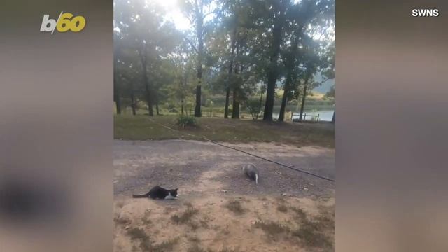 Meet Opie! The House-Broken Opossum That Loves Playing With Cats смотреть онлайн