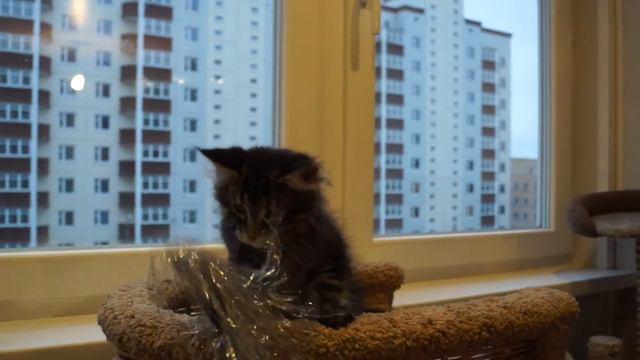 котенок мейн кун Xsavier of Svargas смотреть онлайн