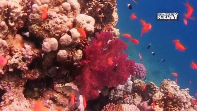 САМЫЕ КРАСИВЫЕ РЫБЫ НА КОРАЛЛОВОМ РИФЕ. О чём молчат рыбы 80 смотреть онлайн