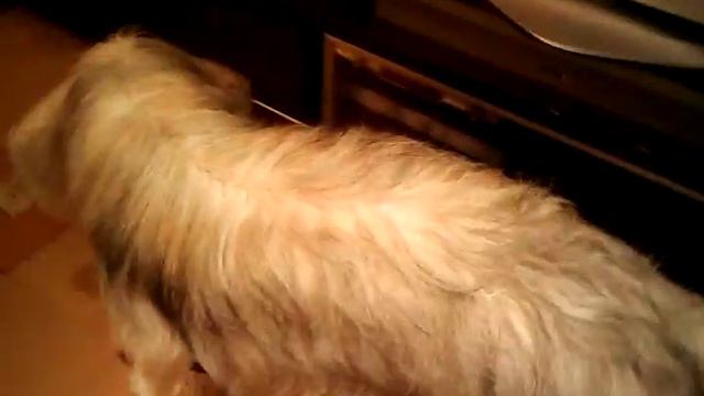 Пёс Тотоша друг Антоши после прогулки с девочками 03 11 2016 пристаёт к коту Масику смотреть онлайн