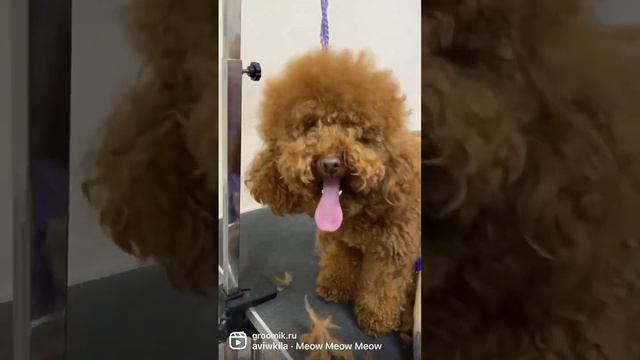 Груминг пуделя, такое тоже бывает. #грумермосква #стрижкапуделя #пудель #грумингпуделя смотреть онлайн