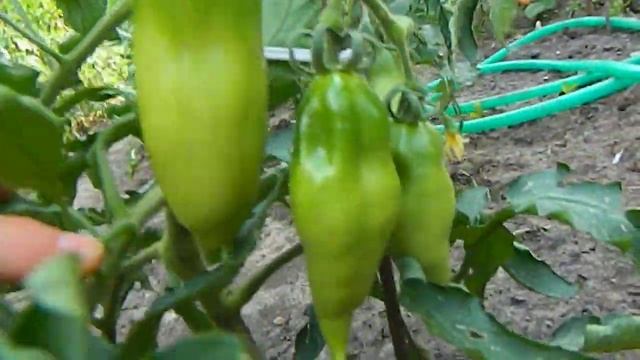 Томат Розовый тюльпан. Цветение и завязывание плодов. смотреть онлайн