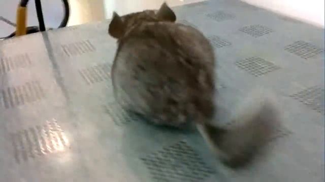 Детеныш шиншиллы с аппаратом внешней фиксации смотреть онлайн