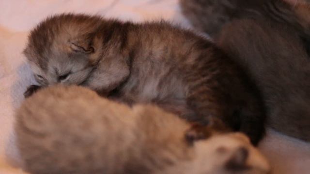 Шотландские котята 12 дней смотреть онлайн