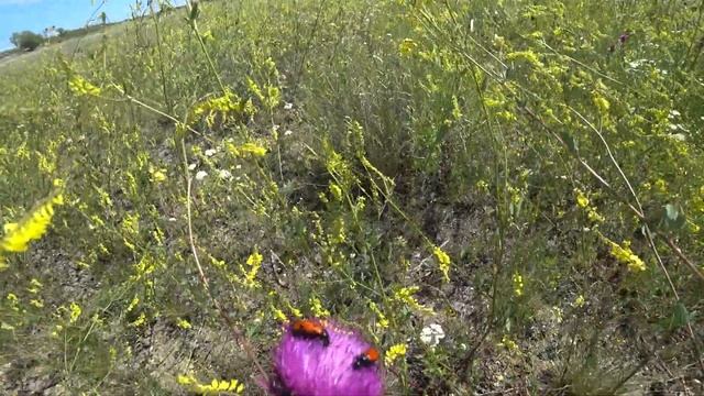 Степное разнотравье в ветренную погоду, жуки на цветке чертополоха летом 2021 года смотреть онлайн