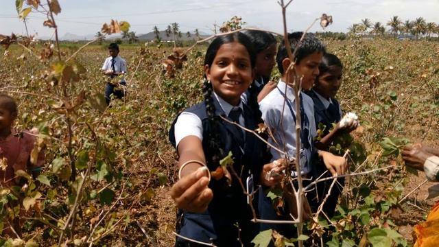 Cotton Cultivation смотреть онлайн