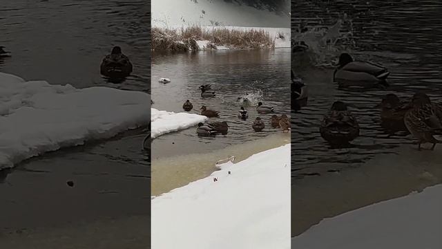 дикие утки зимой смотреть онлайн