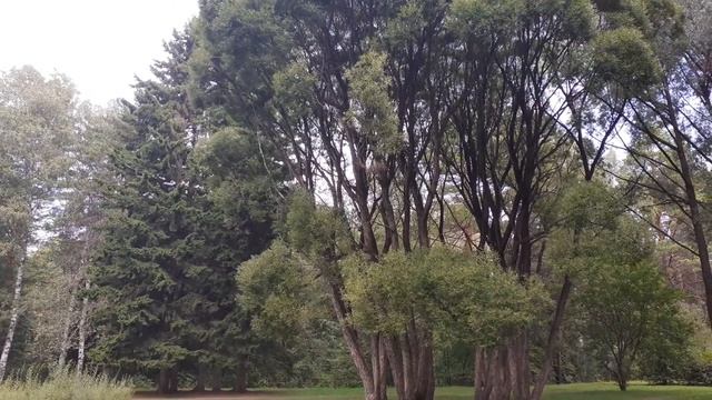 Ива белая ломкая Буловидная. Небольшой обзор август. смотреть онлайн