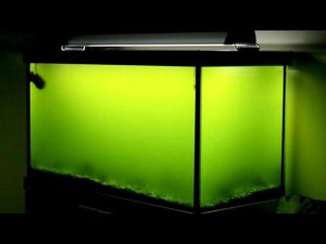 ПОЧЕМУ ЗЕЛЕНЕЕТ ВОДА В АКВАРИУМЕ И МЕТОДЫ БОРЬБЫ