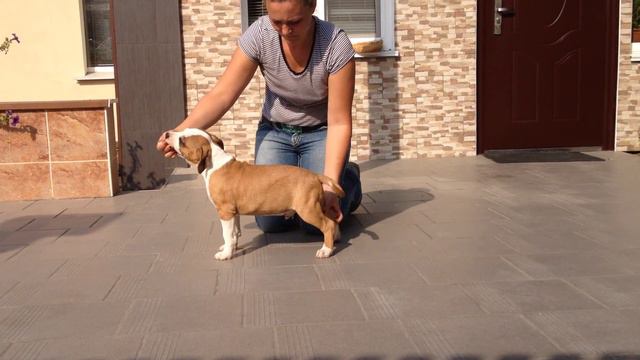 Soundtrack Bestiyana 2,5 m смотреть онлайн