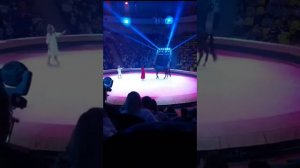 Цирк. Девочка и Слон. #видео #short #shortsvideo #shortvideo