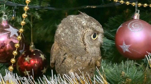 Вечернее кормление сплюшек. Новогодний спецвыпуск. смотреть онлайн