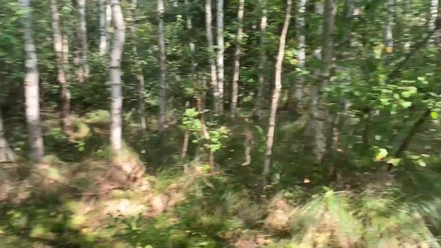 Болотные подберезовики