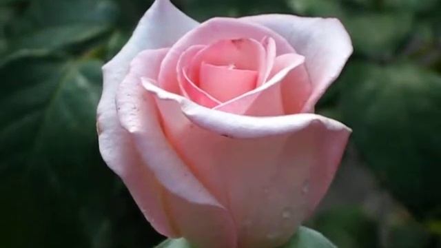 РОЗА ФЛАМИНГО 004.avi смотреть онлайн