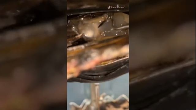 Выращивание жемчужин смотреть онлайн