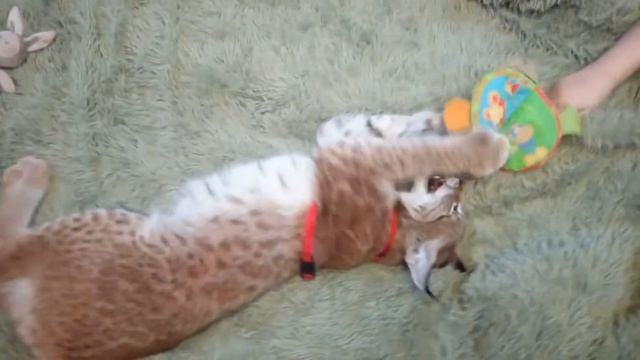 Игрулька рысюлька Вася (восточно сибирская рысь) смотреть онлайн