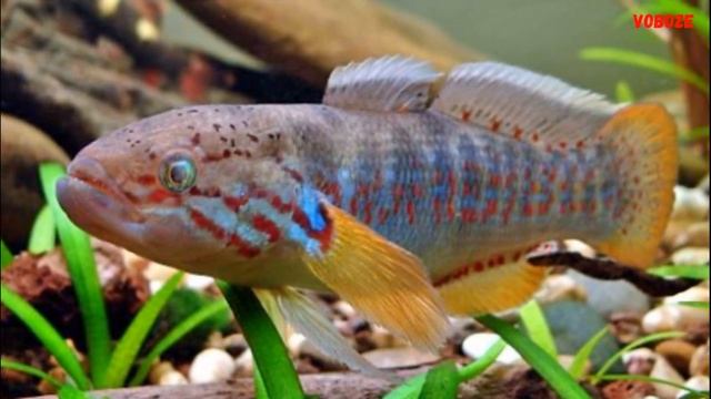 Австралийский Пескарь Могурнда Содержание в аквариуме совместимость и чем кормить эту рыбку смотреть онлайн