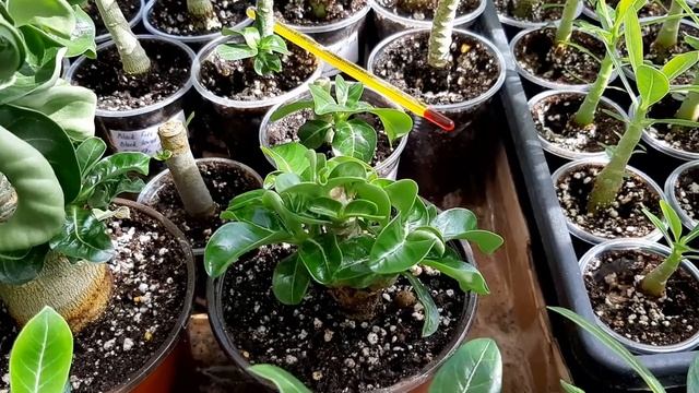 АДЕНИУМ. Созревание семян адениума ручного опыления смотреть онлайн