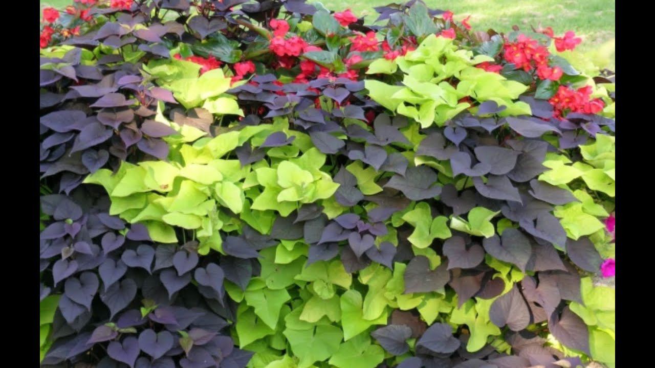 Шикарные ампельные растения для сада и балкона. Висячие сады. Идеи для красивых композиций в кашпо. смотреть онлайн