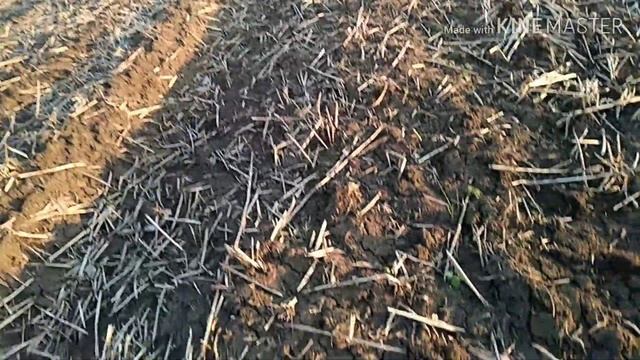 Технология выращивания кукурузы на зерно. смотреть онлайн