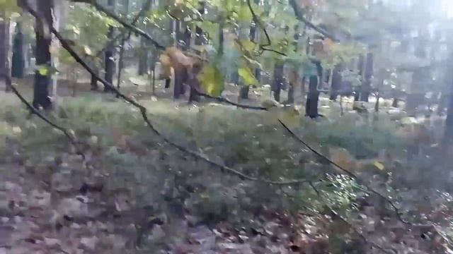 Грибная охота в осеннем лесу. смотреть онлайн
