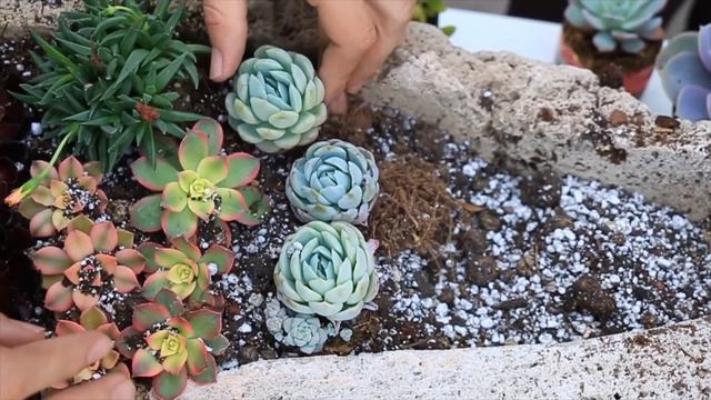 ARREGLO CON SUCULENTAS DE COLORES || EL HUERTO DE UN CITADINO смотреть онлайн