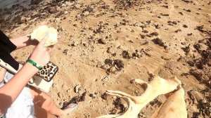 ЕГИПЕТ. МАРСА АЛАМ 2021. THE THREE CORNERS FAYROUZ PLAZA 5*. ОБЗОР ОТЕЛЯ