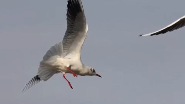 Samba Lele by Isaias Savio смотреть онлайн
