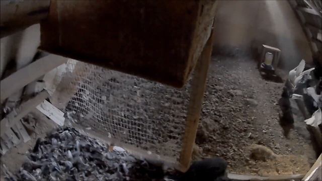 Подготовка к вылету Николаевские голуби Романа Титенко.Переселение голубей с одной половины в другу