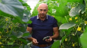 Огурец Абсолют F1. Второй оборот