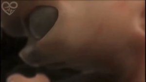 Развитие зародыша человека, внутри материнского организма.