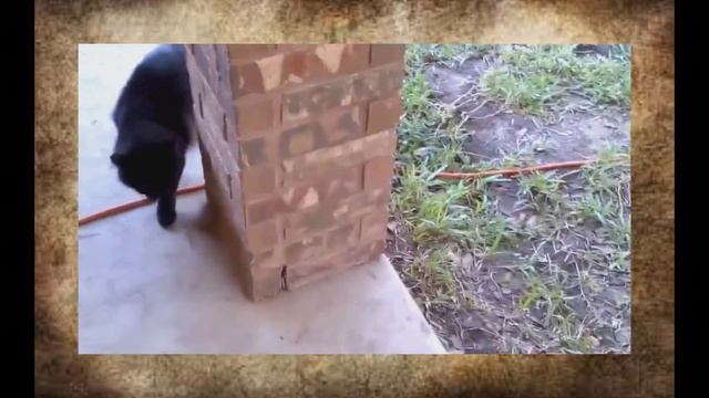 Кот и черепаха, кто быстрее смотреть онлайн