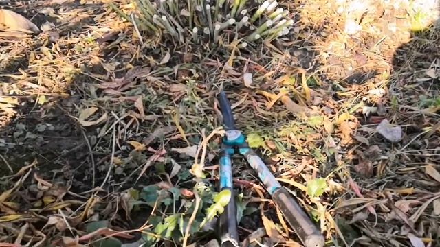 Гибискус травянистый садовый (осенняя обрезка) смотреть онлайн