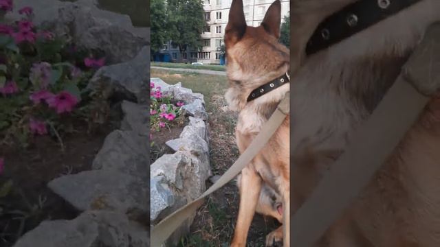 Немецкая Овчарка смотреть онлайн