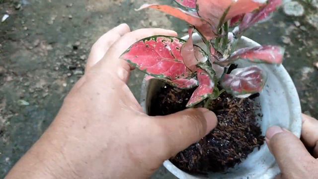 AKARNYA SUDAH MELAMBAI-LAMBAI DI PERMUKAAN, SEGERA GANTI POT - AGLAONEMA KOLEKSIAN BLACK MAROON смотреть онлайн