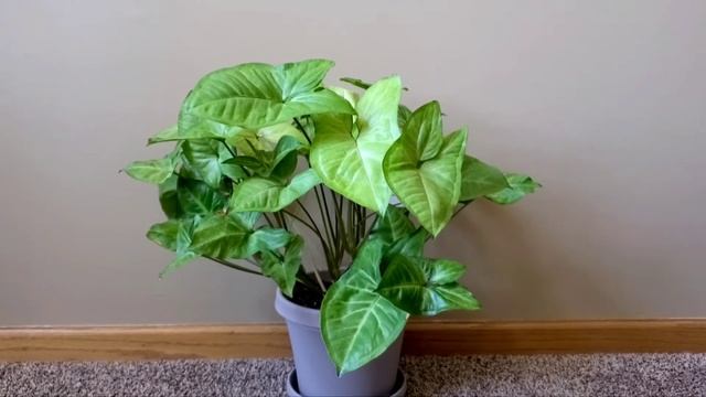 Syngonium White Butterfly 01 Part 02 | Plant Vlog 298 смотреть онлайн