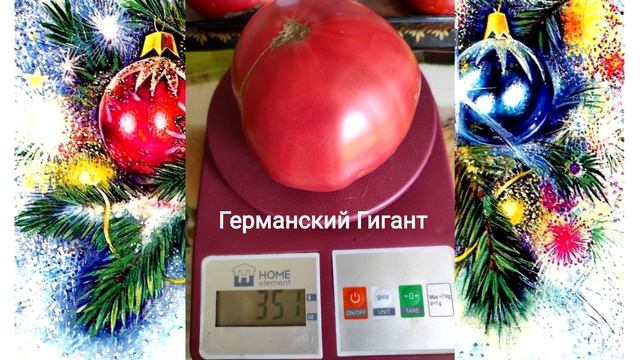 Видео Каталог сортов томатов сезона 2023, Часть 2 смотреть онлайн