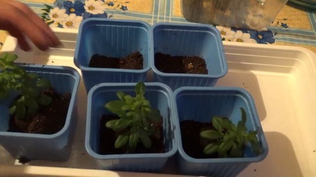 Калибрахоа, от черенка до цветения.