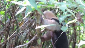 Тамандуа. Кого называют тамандуа?