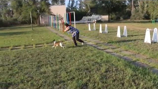 Даймонд Раш ф.Дримлэнд (Миша) занятия флайболом смотреть онлайн