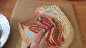 Влагалище ( Женская половая система. Часть 4)