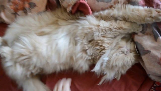 котик мило спит на спине смотреть онлайн