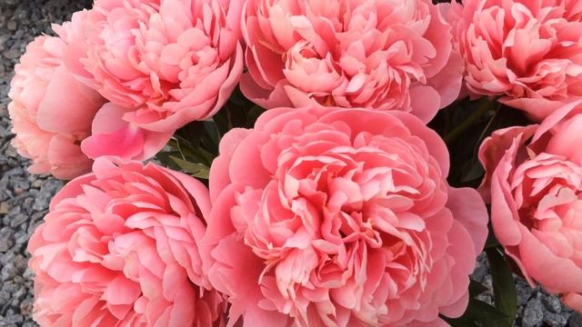 Peony Etched Salmon, Пион Этчед Сальмон смотреть онлайн