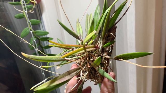 Цветение орхидеи нагелиелла (Nageliella angustifolia) смотреть онлайн