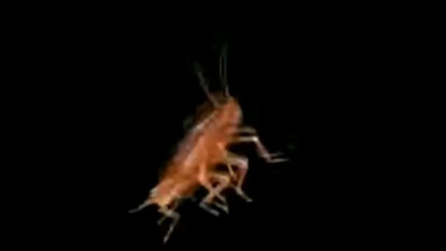 таракан смотреть онлайн