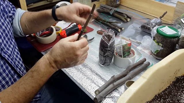 как легко и качественно укоренить инжир смотреть онлайн